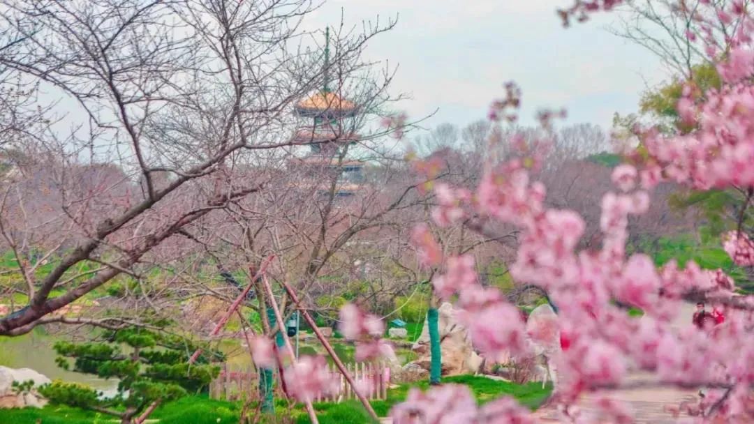 云办公、云问诊、云赏花……湖北“云力量”原来这么硬核