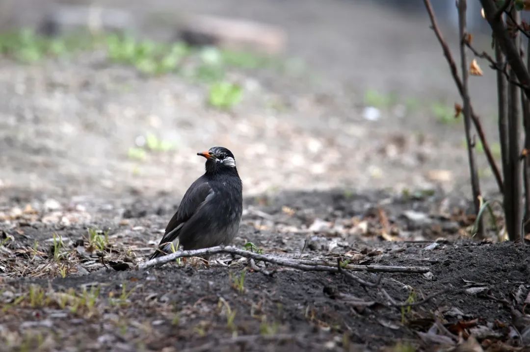 佳能最强eos10bit视频机,佳能eos-1dxmarkiii