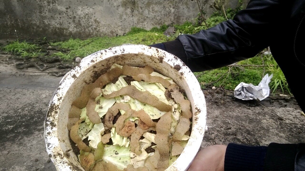 自制养蚯蚓神器,自制鱼饵神器大全