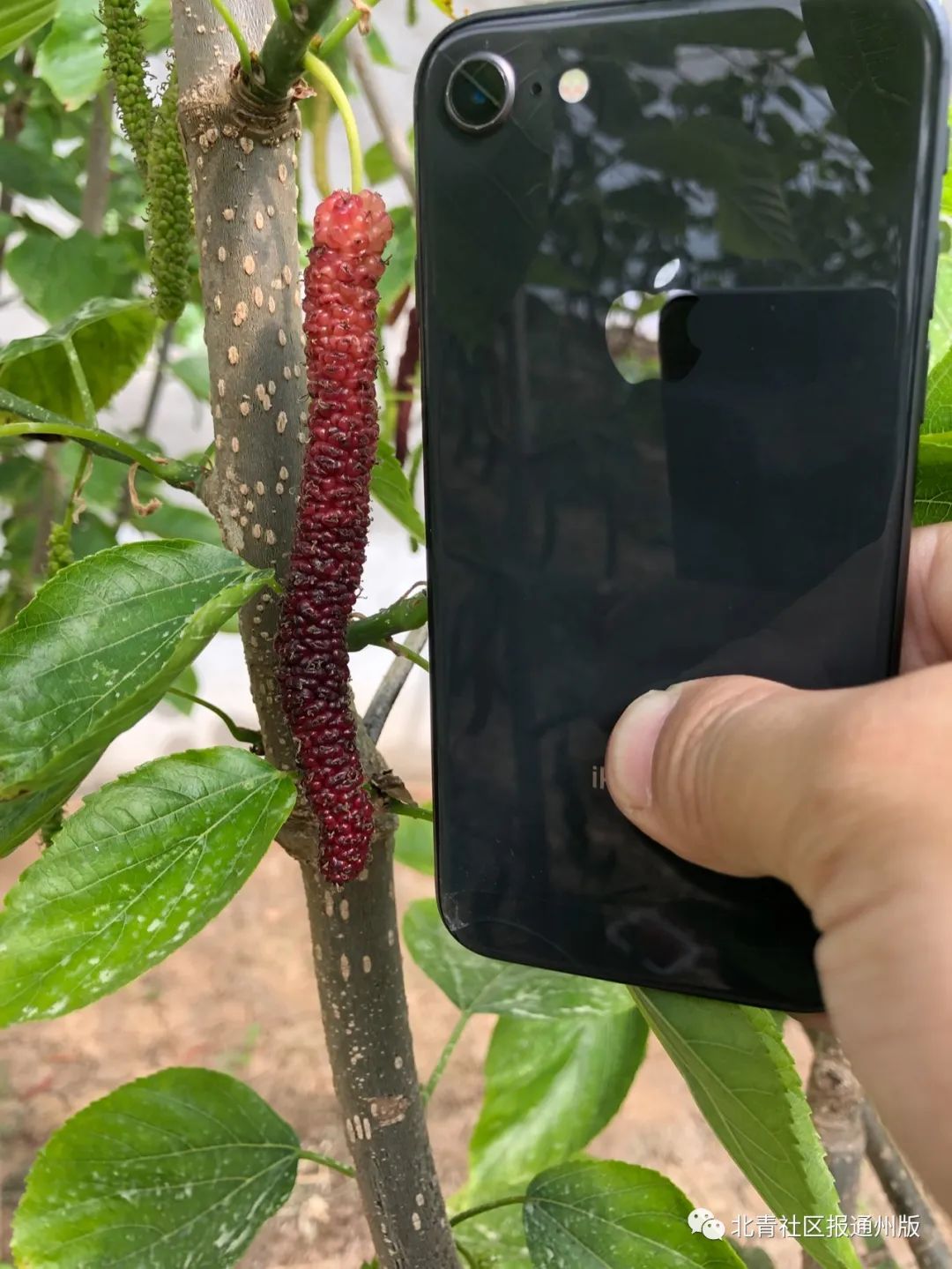 7万斤滞销白菜免费送市民,10万斤辣椒滞销菜农急盼客商