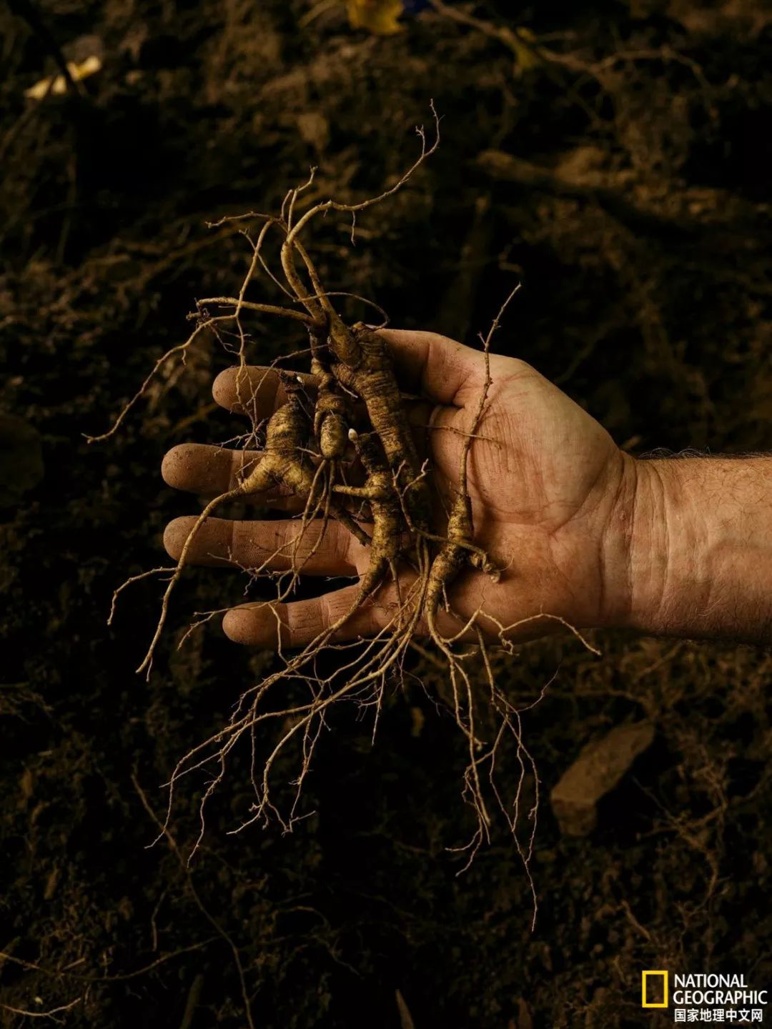 人参大战莱菔子,人参大战灵芝