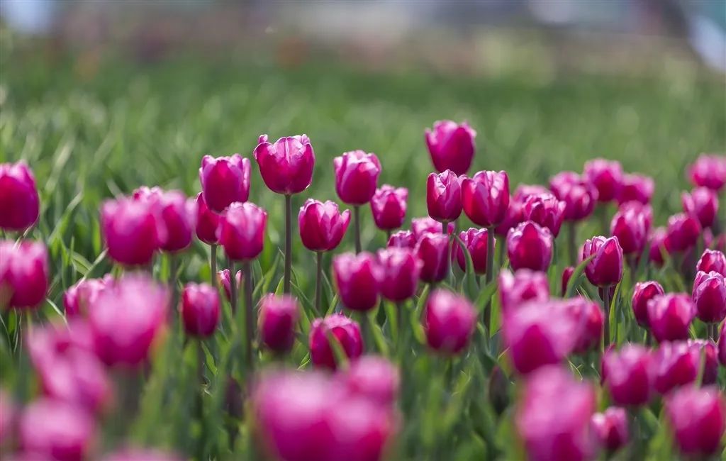 南京赏花地图请收好,江宁赏花好去处