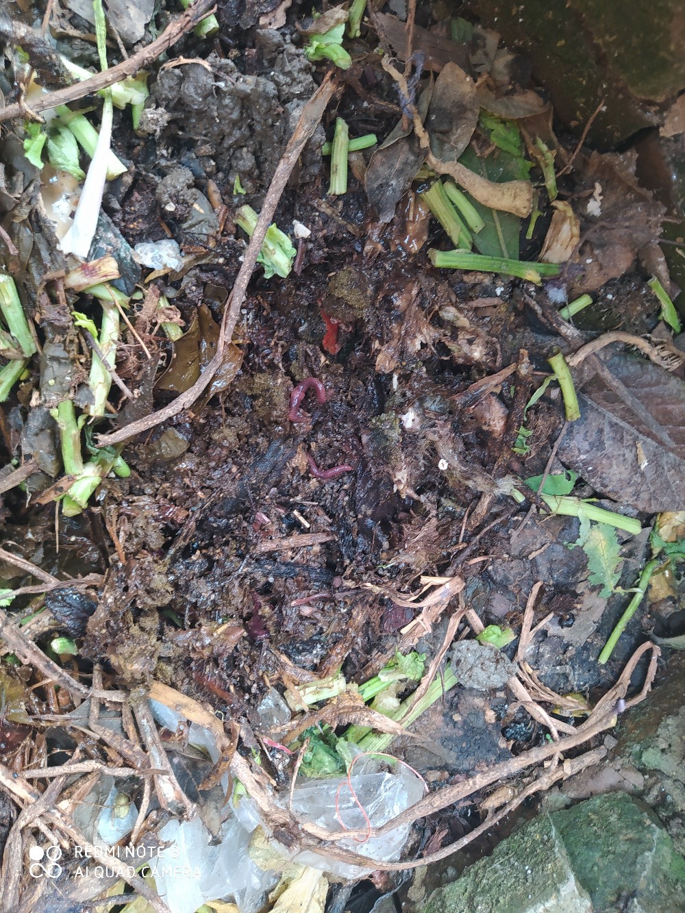 由鱼道联想到蚯蚓道，教你又快又准找蚯蚓