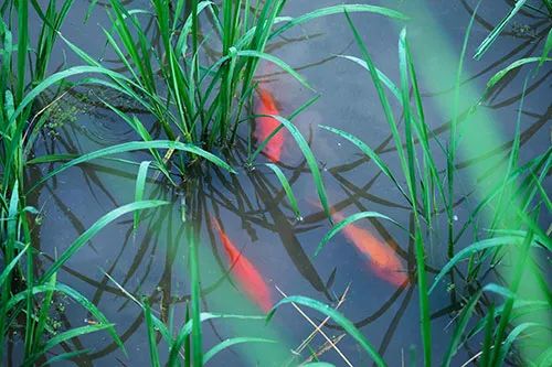 意大利为什么有这么多浙江人,意大利为什么有那么多温州人