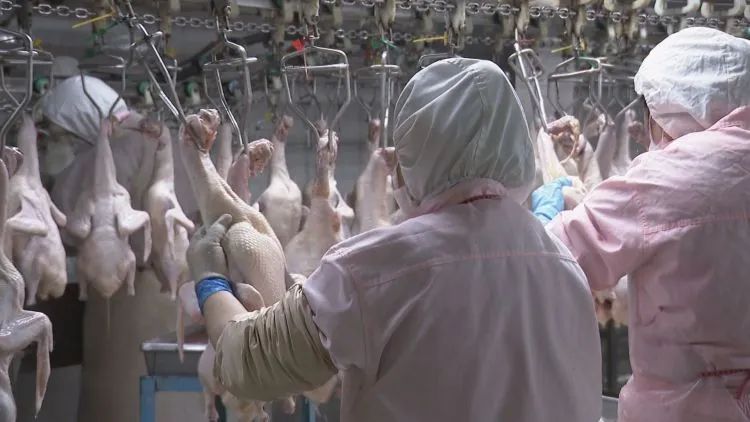 养殖基地变成致富基地，天宫群众养鸭致富