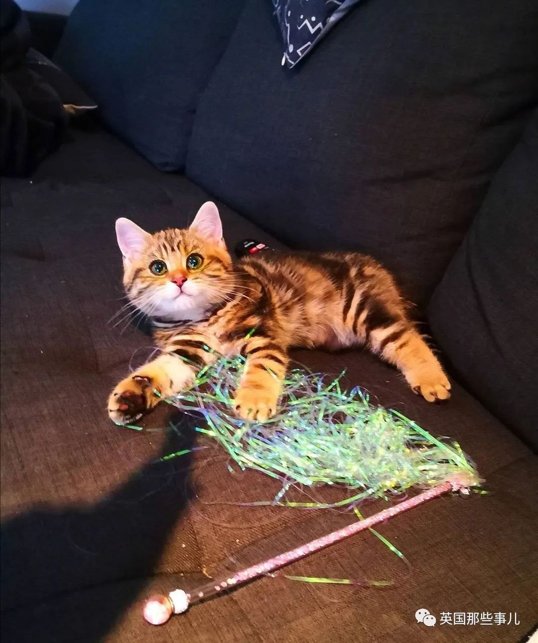 高颜值会笑的橘猫,又可爱又萌萌哒的小橘猫