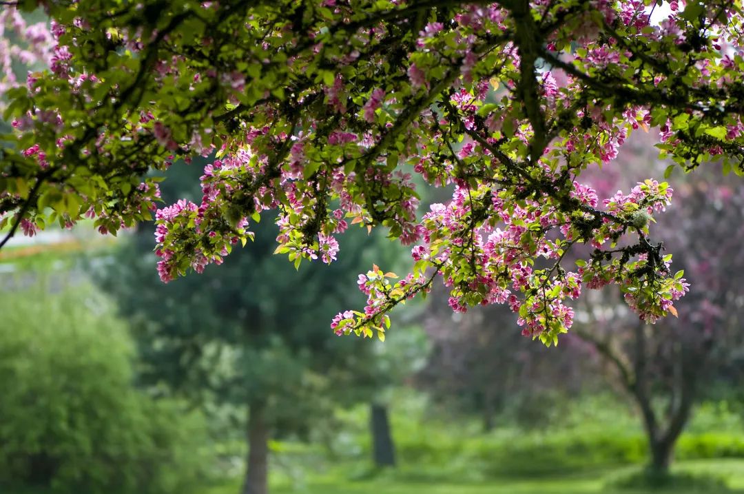 2020春季赏花指南,中国春色,满血复活