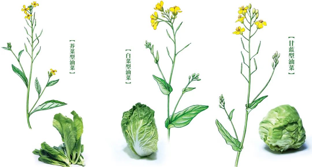 2020春季赏花指南,中国春色,满血复活