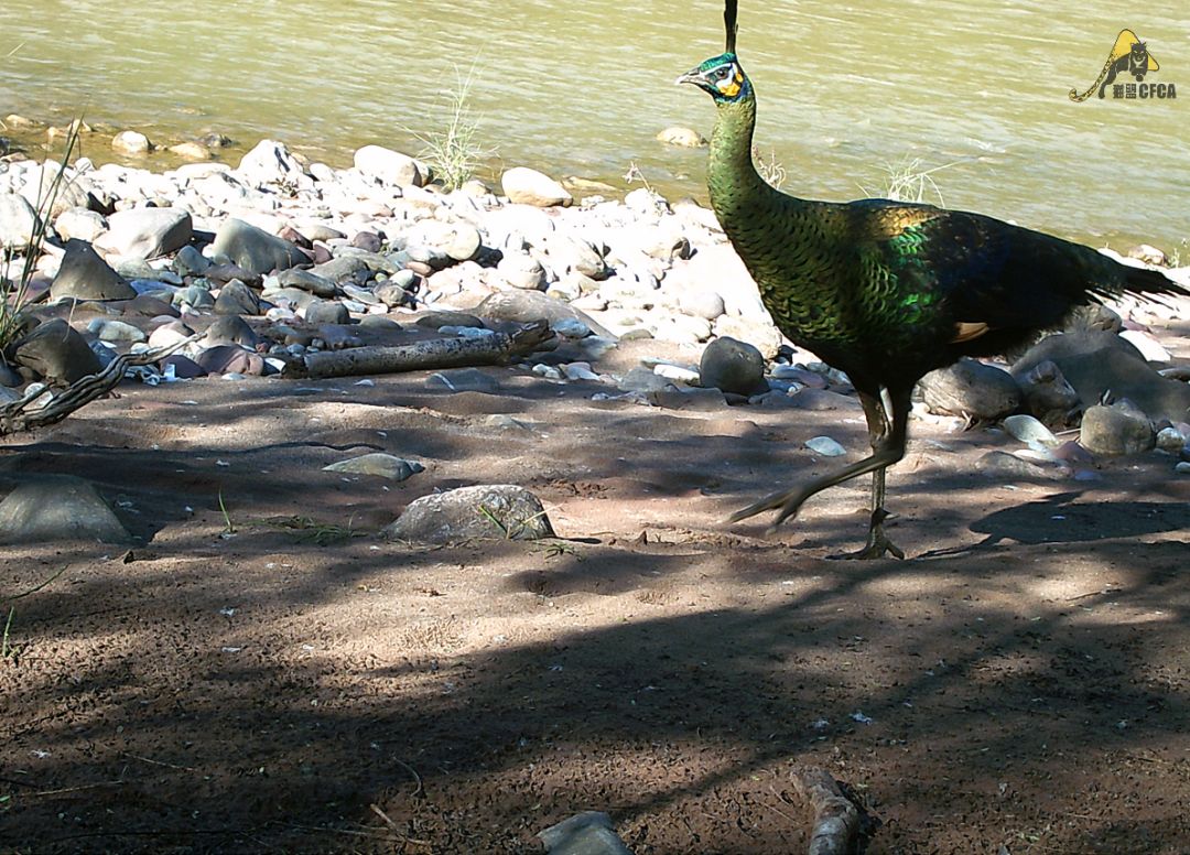 可再生的水电,永不复生的家园