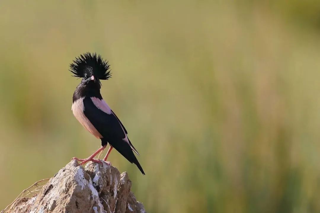 可再生的水电，永不复生的家园