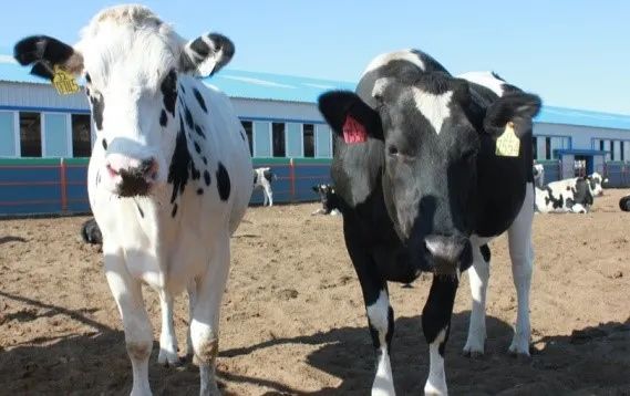 宝藏奶制品上新,牛奶、酸奶、鲜酪……一次性找齐了