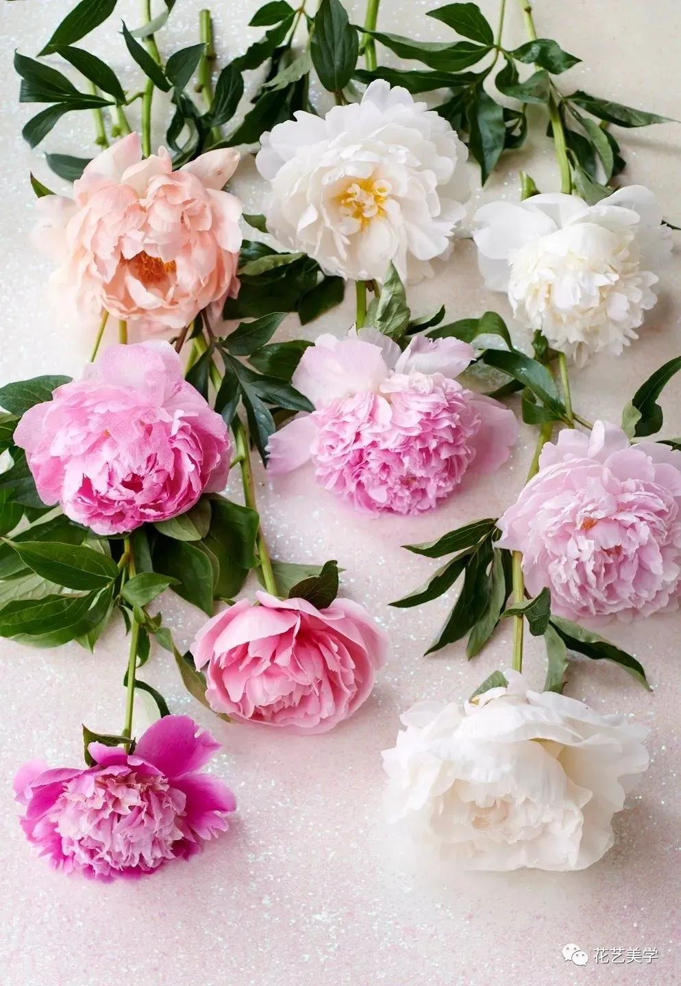 油牡丹有哪些颜色,春季油牡丹图片