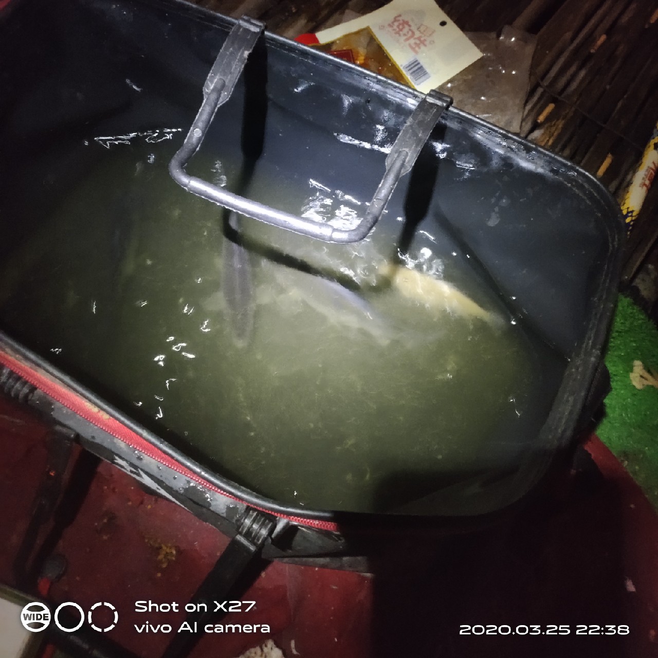 夜钓1号爆护位，人家鲤鱼爆护，我鲤毛未见