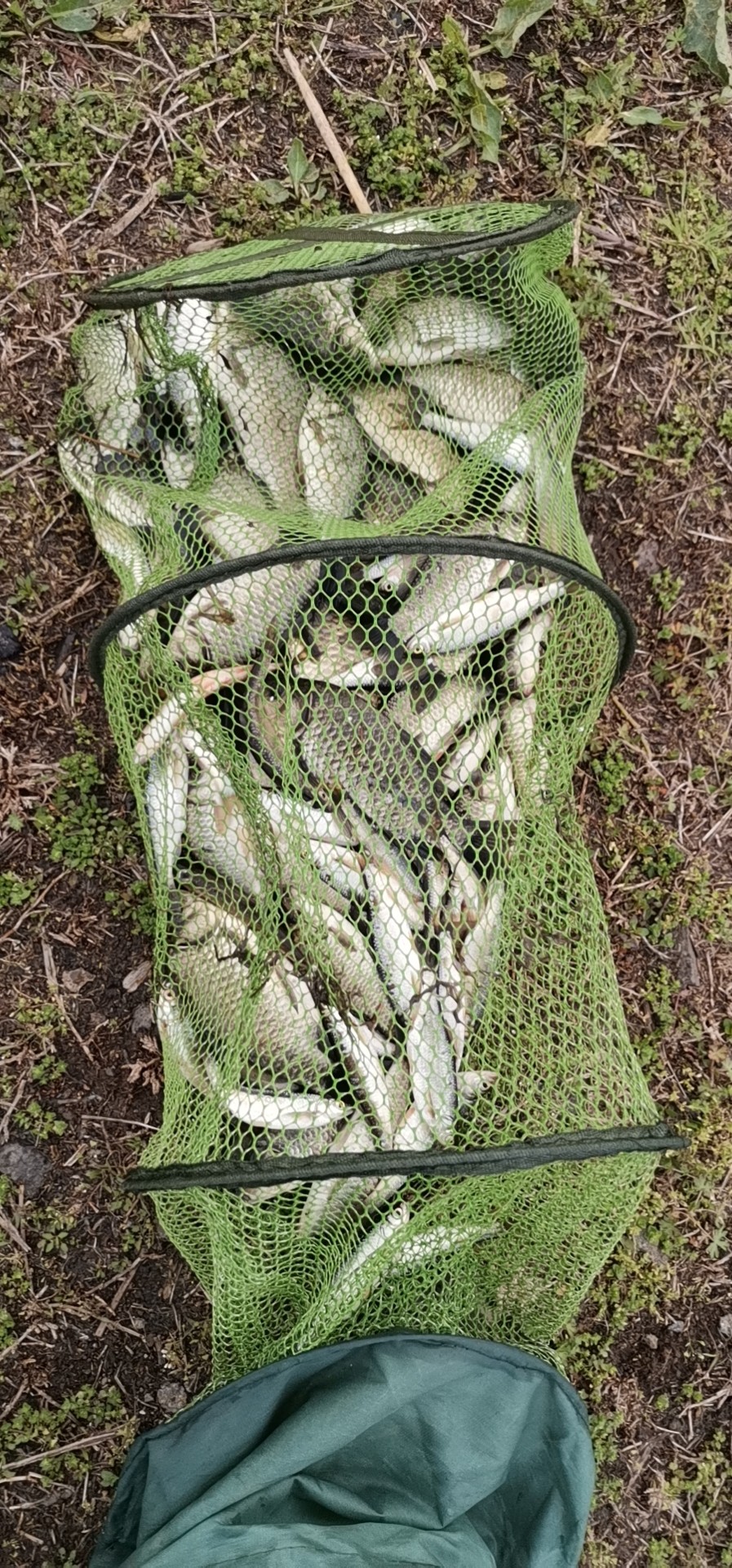 春天红虫钓鱼实战测试,春天矶竿滑漂钓鲫鱼视频