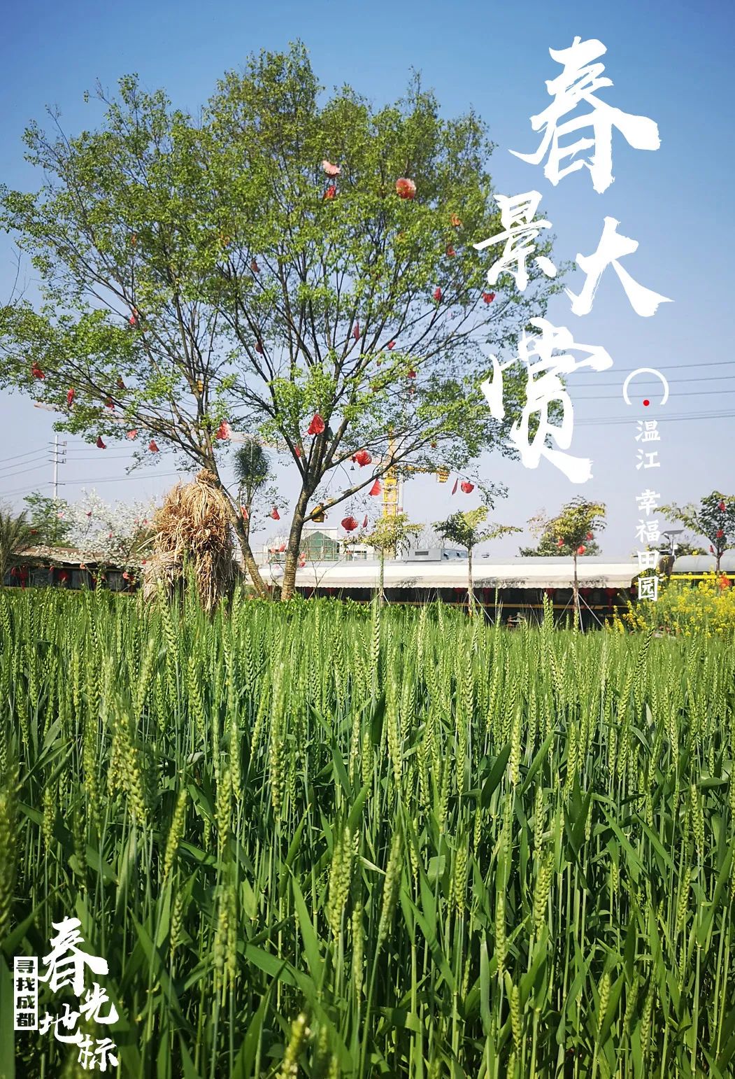 成都的春天都已经到来了,成都的春天是一个百花盛开的城市