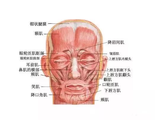 脸大有什么方法简便而快速的瘦脸,脸大瘦脸方法有用吗
