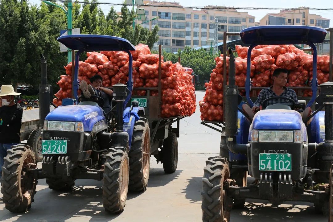 红皮洋葱低价走货,云南紫皮洋葱现挖现发5斤9斤包邮