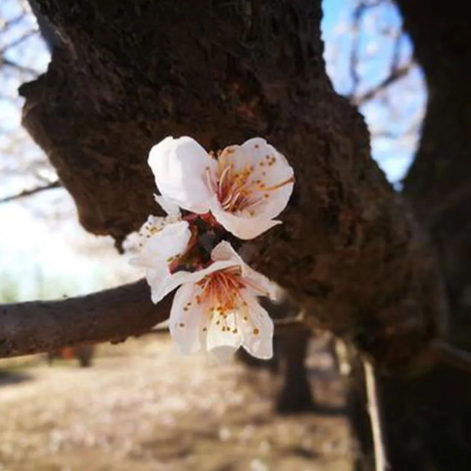 十首顶级禅意诗朗读,十大长诗读诵