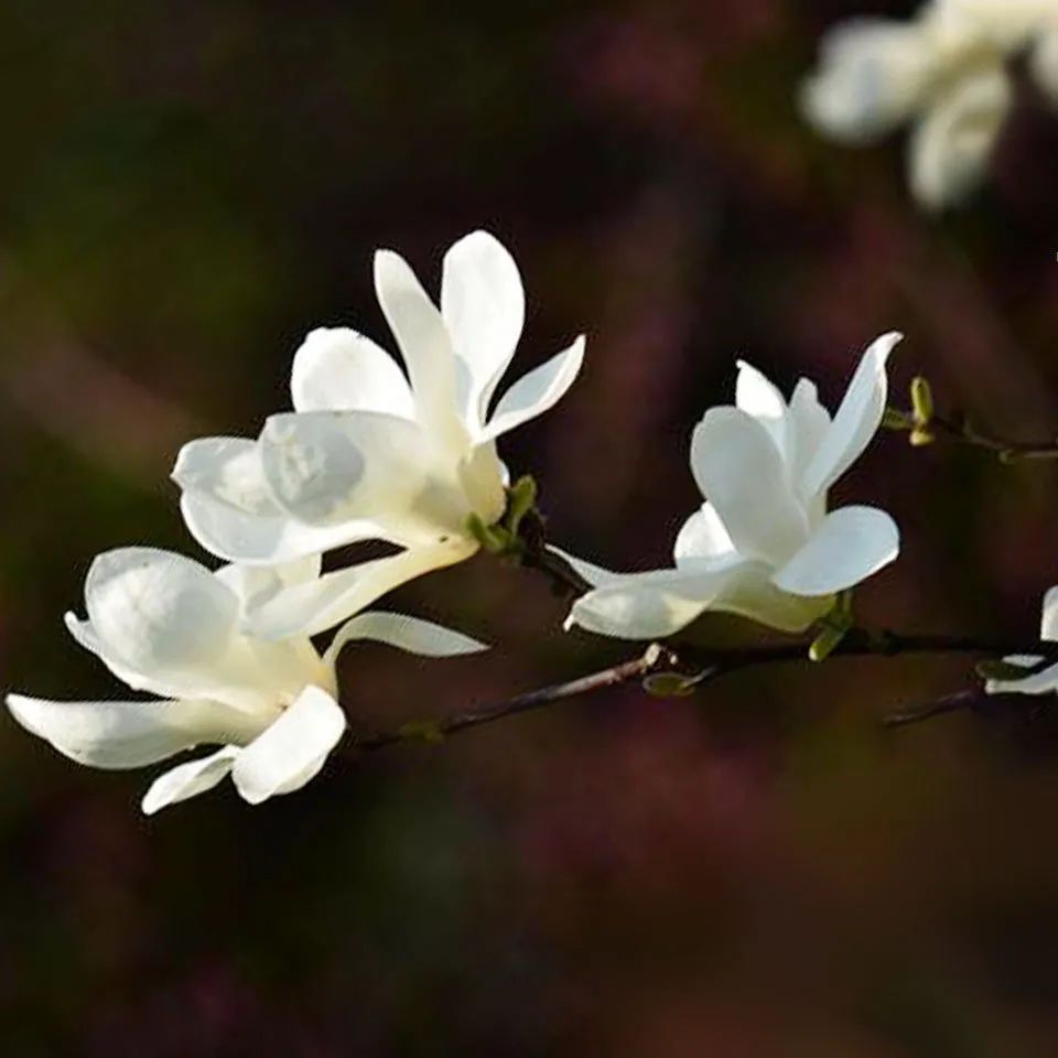 十首顶级禅意诗朗读,十大长诗读诵