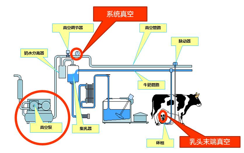 奶牛养殖技术难题及答案,奶牛接产常见问题