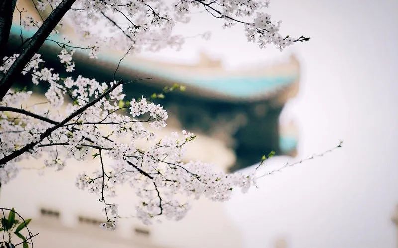 武汉终于解封！待到樱花再开时，相约这座英雄城市可好？