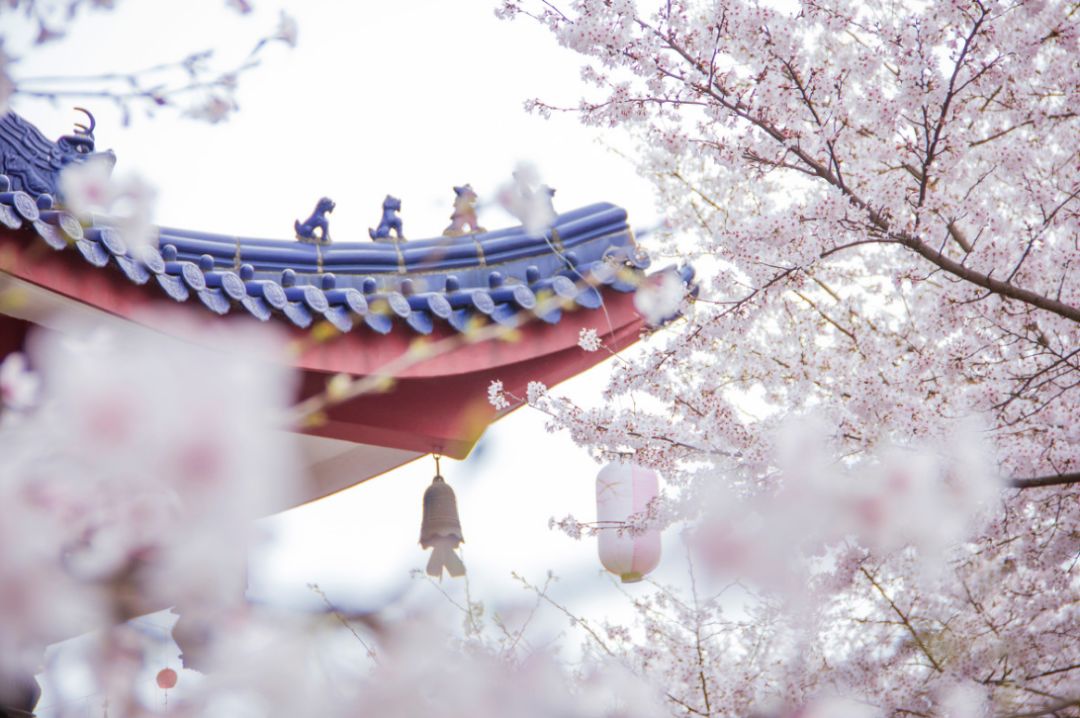 武汉终于解封！待到樱花再开时，相约这座英雄城市可好？