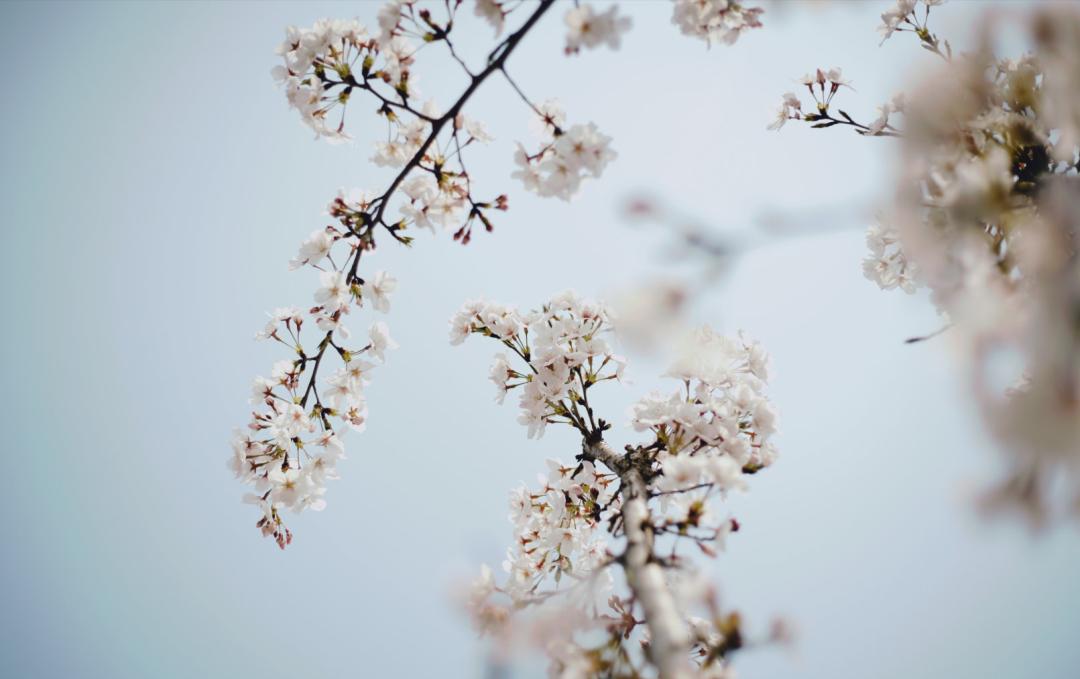武汉终于解封！待到樱花再开时，相约这座英雄城市可好？