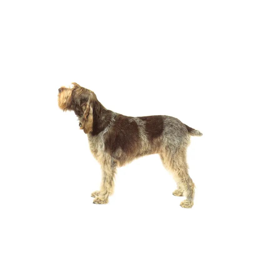 「FM889」定了！这48类烈性犬在滨州城市建成区禁养！5月1日起施行