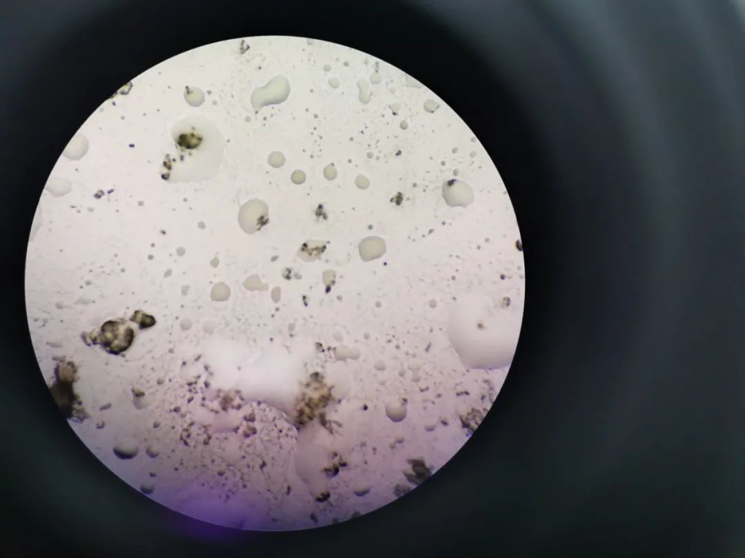 油焖笋长毛了还能吃吗,油焖笋中有白色物质