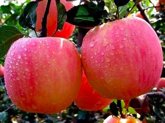 买回来樱桃如何在冰箱保鲜存放,樱桃怎样储存在冰箱里能保鲜多久