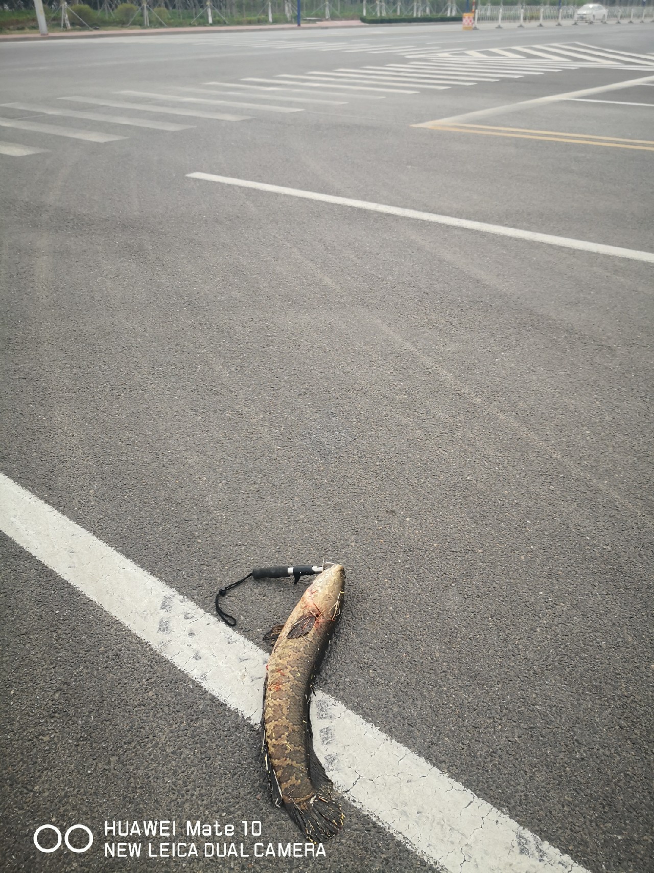初春打黑雷蛙,开春路亚打黑刺鱼技巧