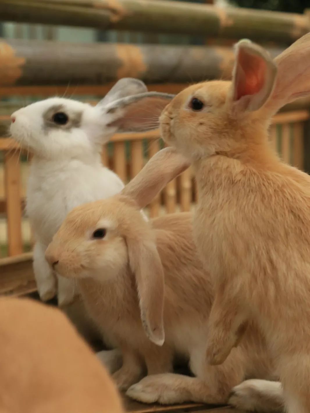 常州周末旅游景点推荐,常州最美乡村