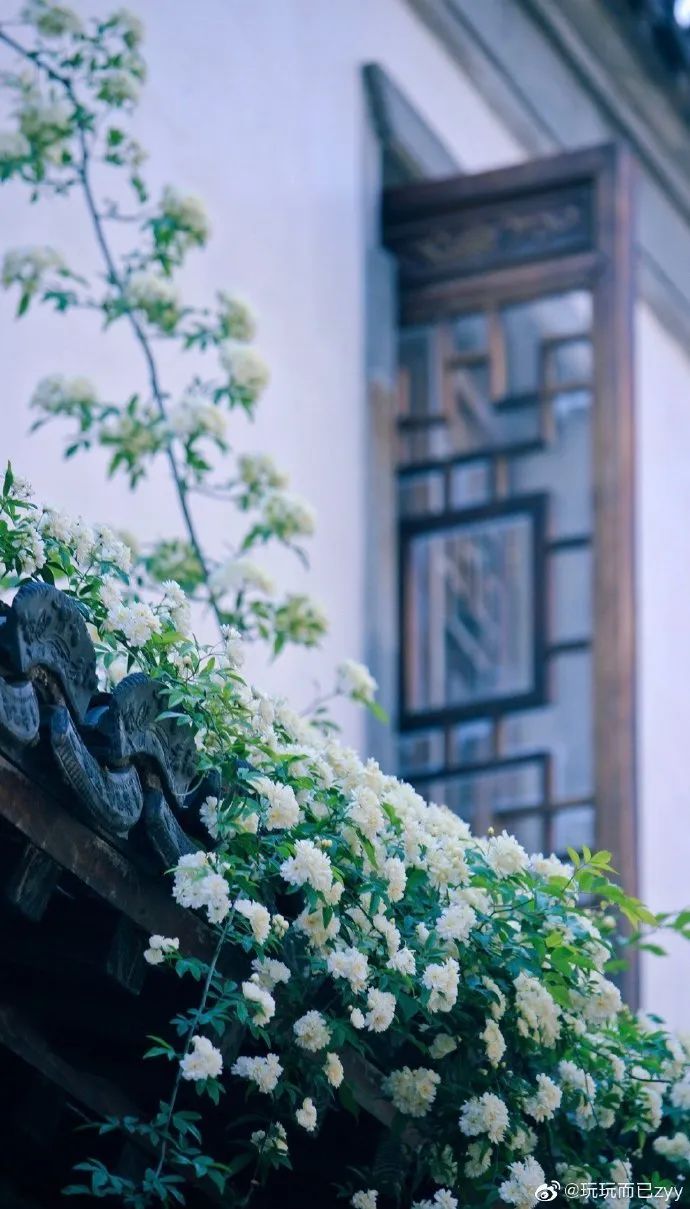 花漾秦淮|最是一年春好处，木香盛放醉秦淮