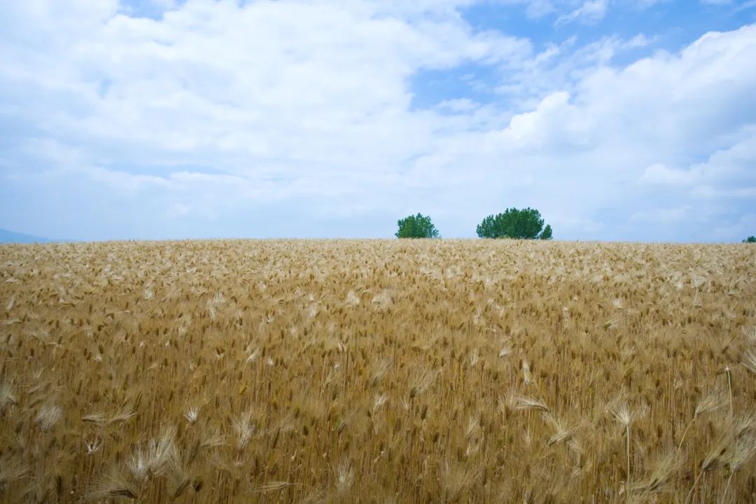 五谷是什么,五谷是什么粮食组成的