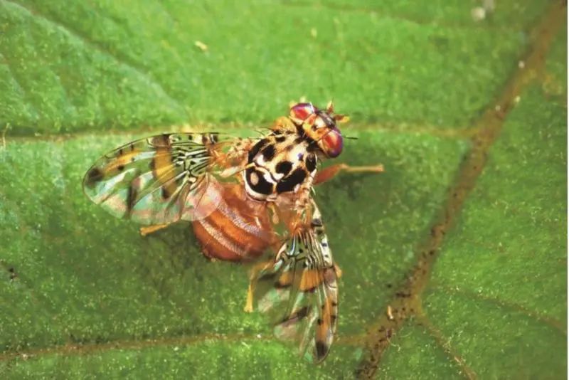 还有人从国外寄来20多只果蝠标本?海淘代购注意了,邮寄蜥蜴、盆景入境,可能会入刑