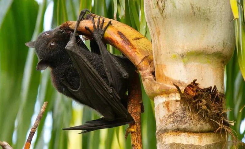 还有人从国外寄来20多只果蝠标本？海淘代购注意了，邮寄蜥蜴、盆景入境，可能会入刑