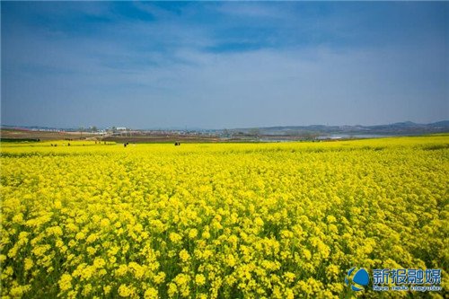 日照花仙子花海,畅游日照美景