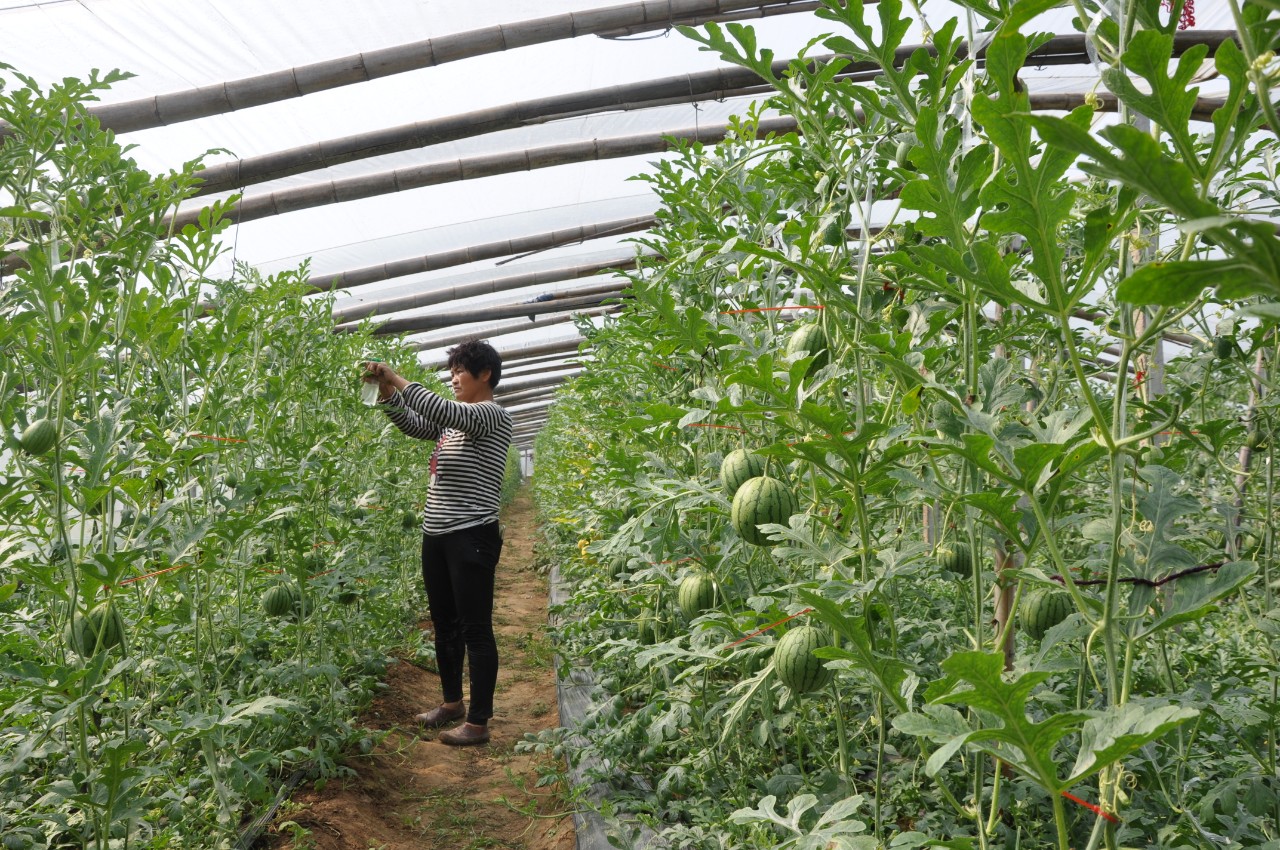 自家种的几十亩西瓜欢迎订购,一亩露天西瓜能卖多少钱