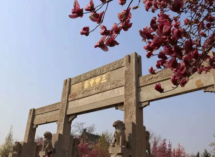 石家庄的春天真的太美啦,石家庄春天看花