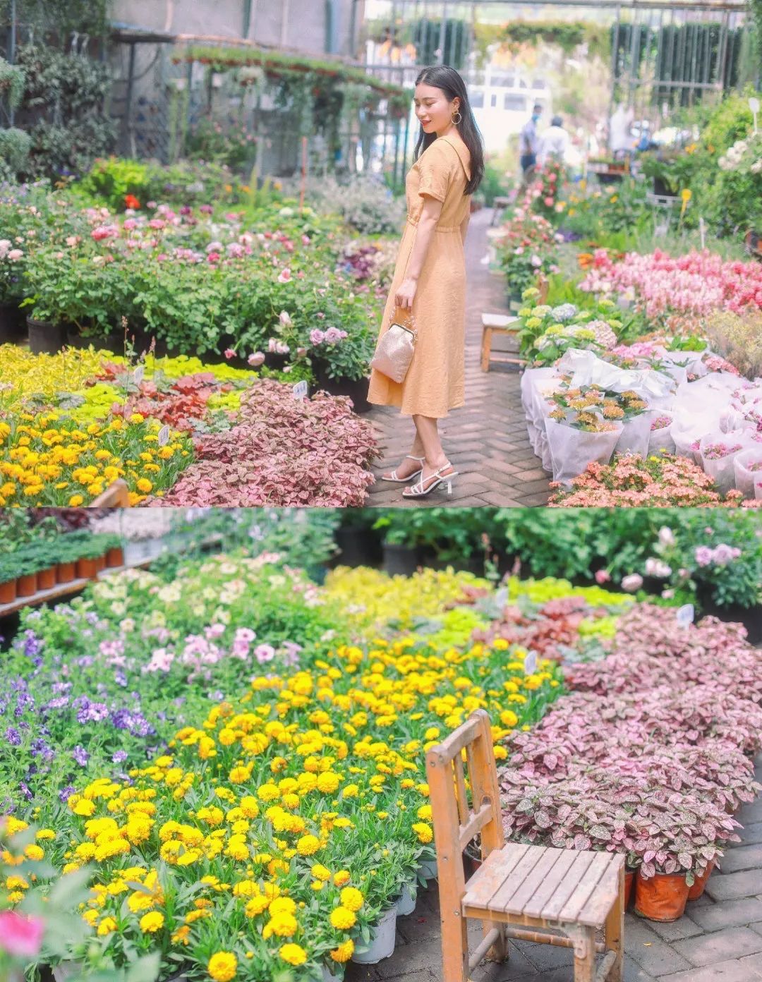 重庆最大的花市需要门票么,重庆最大的花市怎么走