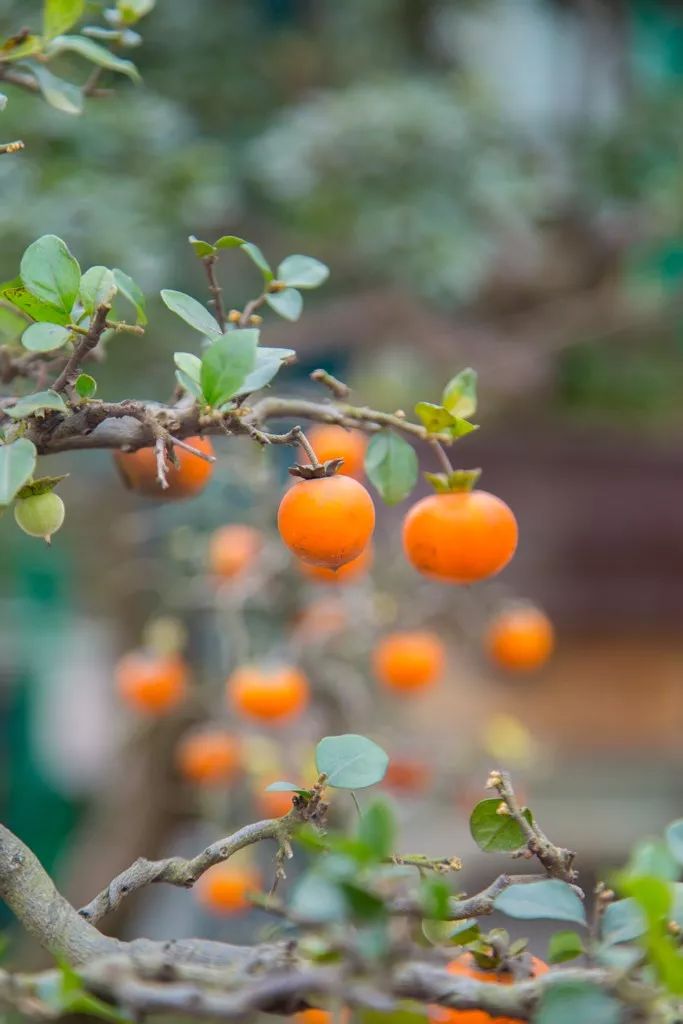 重庆最大的花市需要门票么,重庆最大的花市怎么走