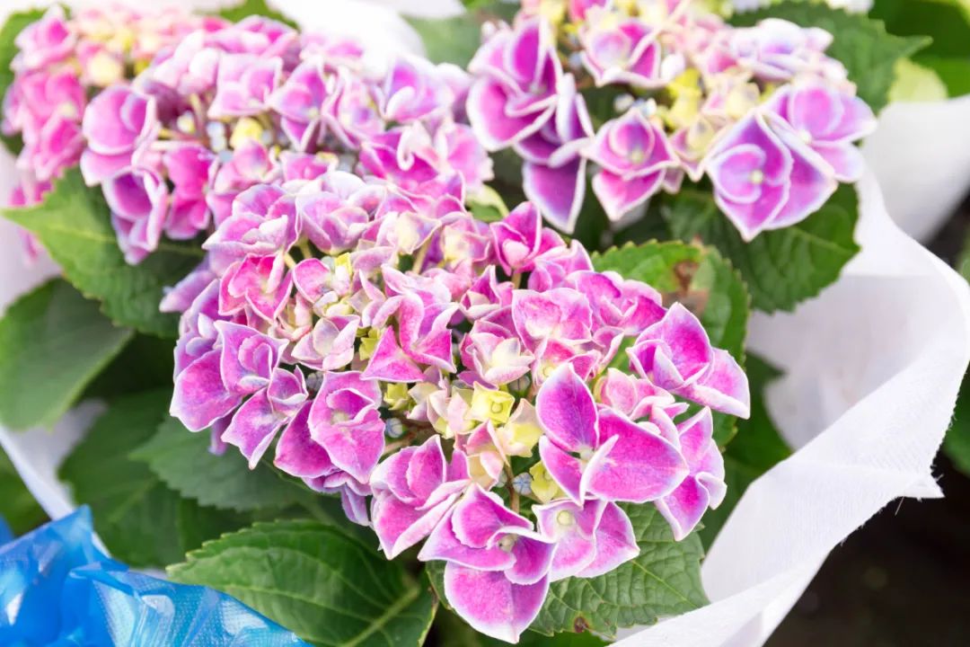 重庆最大的花市需要门票么,重庆最大的花市怎么走