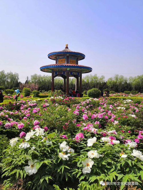 牡丹园雨天,雨天游牡丹园