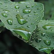 今日谷雨群芳竞发
