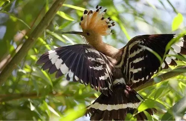 踏青江宁,南京江宁踏青赏花好去处