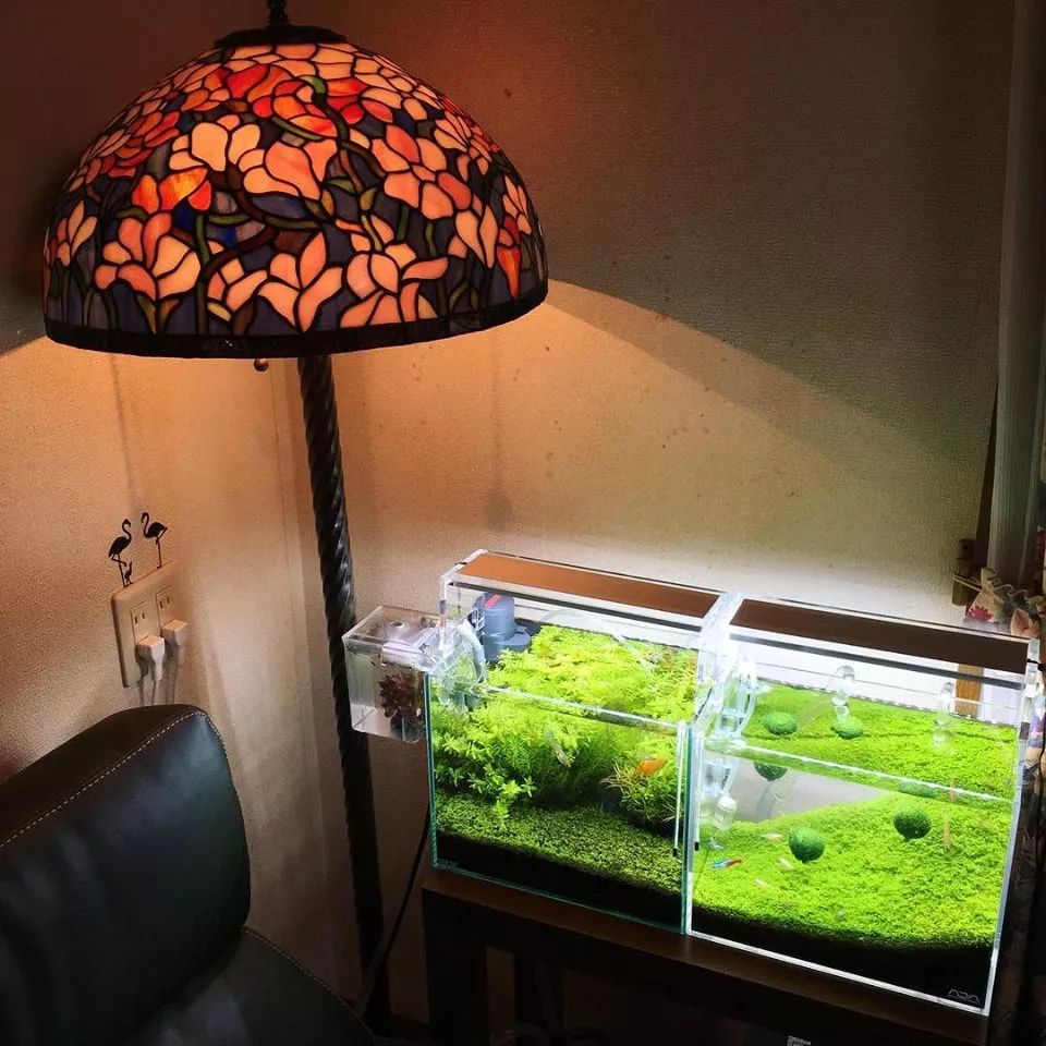 没有过滤的造景缸,没有造景的鱼缸好看吗