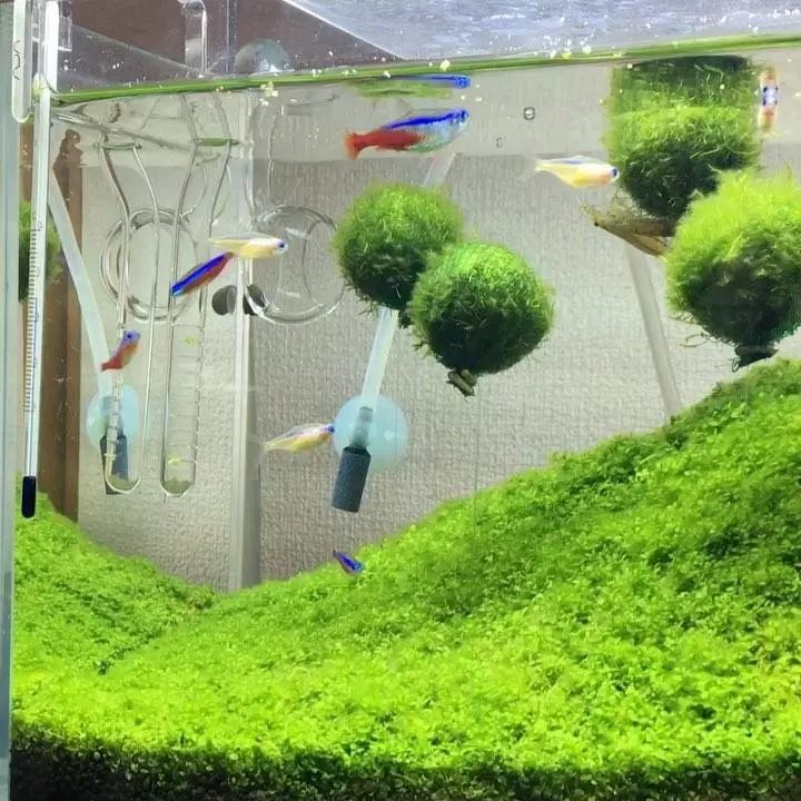 没有过滤的造景缸,没有造景的鱼缸好看吗