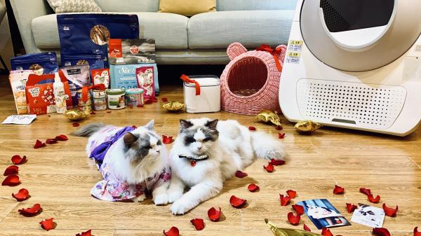 考拉海购宠物减肥吗 (考拉海购宠物价格)