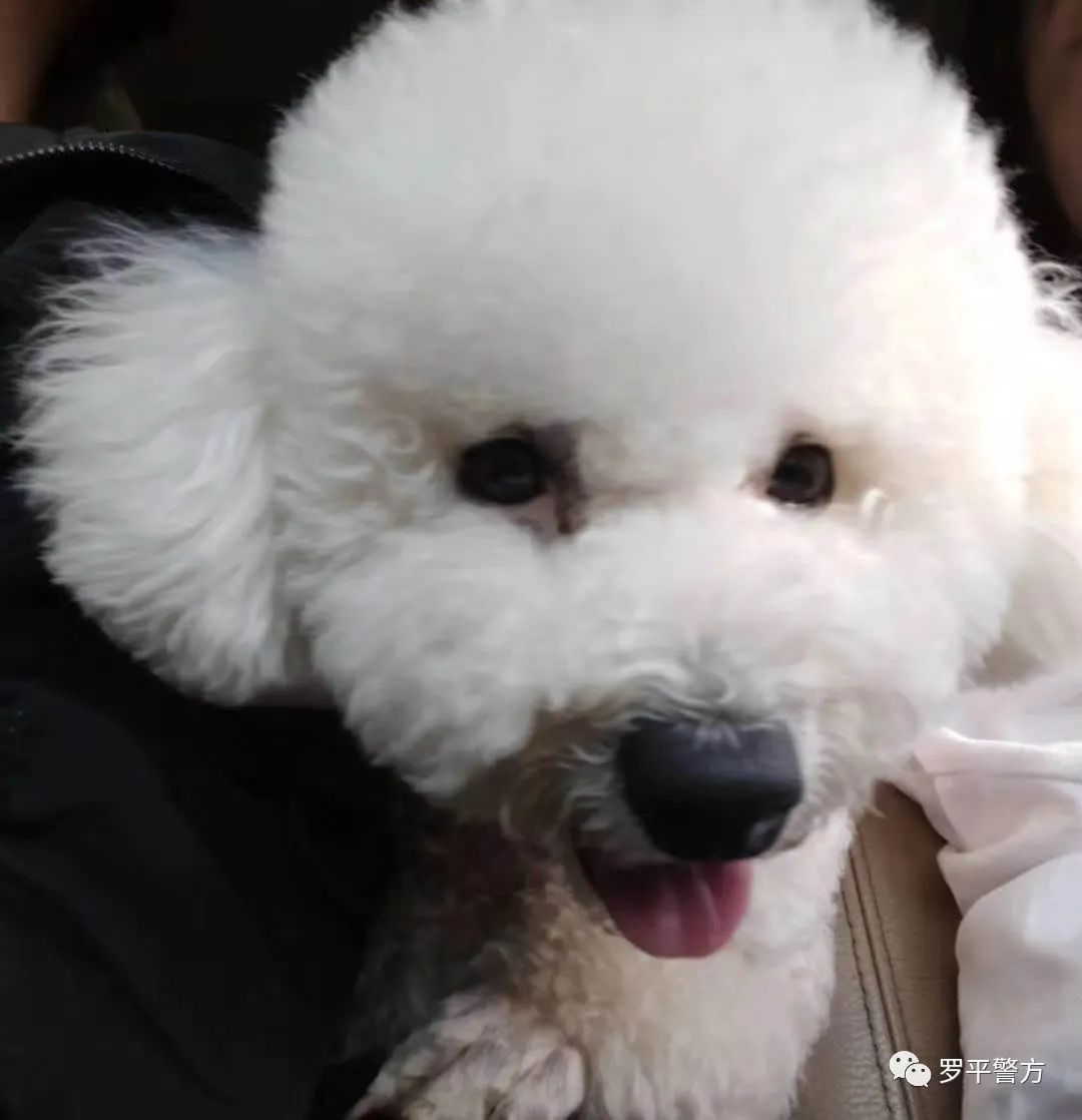 寻狗启示一套房,寻狗启示提供信息者酬谢500元