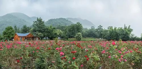 探“植物活化石”，看“白鸽”起舞，四川发布第三期花卉观赏指南